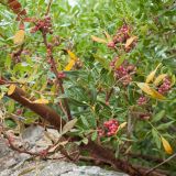Pistacia lentiscus. Часть ветви с незрелыми плодами. Чергогория, г. Будва, Цитадель, на парапете стены, обращённой к морю. 06.10.2014.