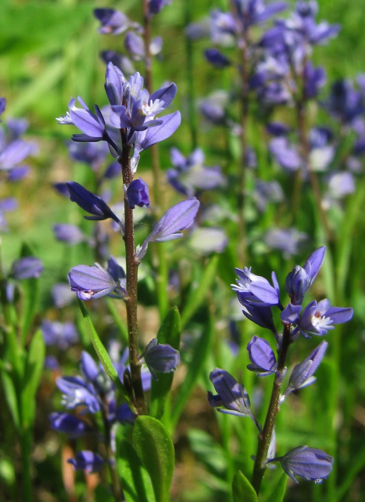 Image of Polygala amarella specimen.