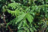Caesalpinia bonduc