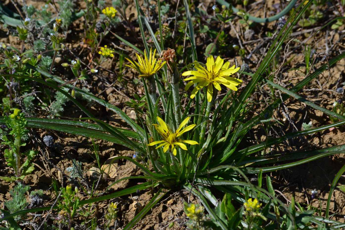 Изображение особи Scorzonera mollis.