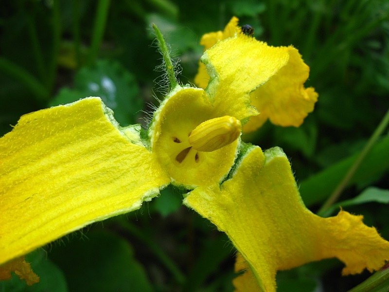 Image of Cucurbita pepo specimen.