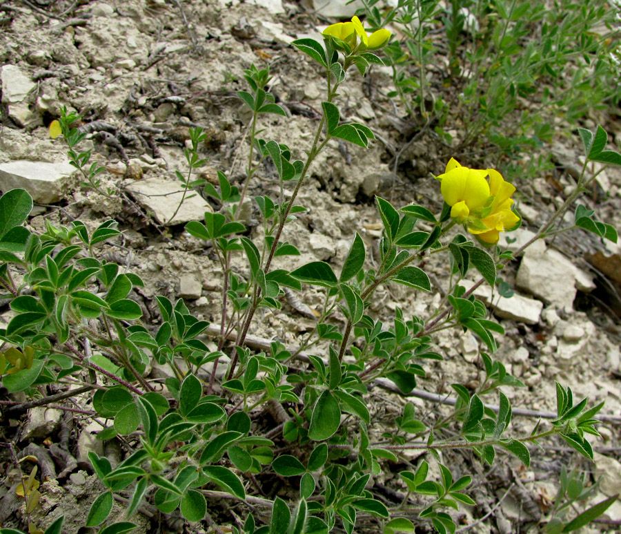 Изображение особи Argyrolobium biebersteinii.