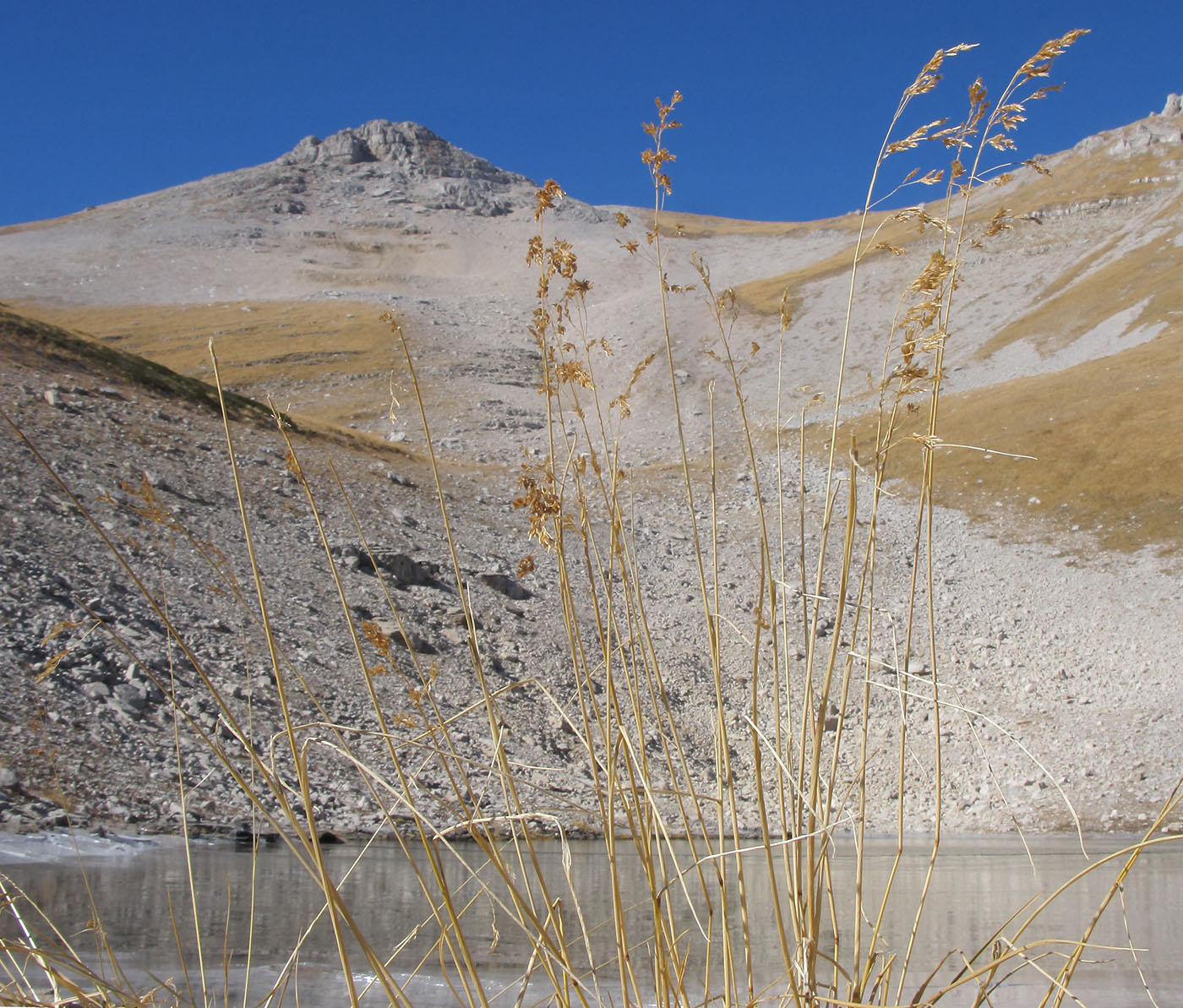 Image of Deschampsia cespitosa specimen.