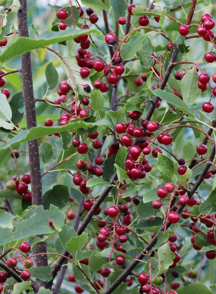 Image of Padus virginiana specimen.