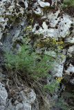 Tanacetopsis karataviensis. Цветущее растение на скале. Южный Казахстан, горы Алатау (Даубаба), Скалистое ущелье. 27.06.2014.