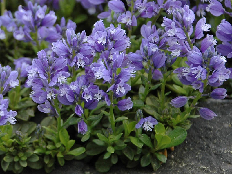 Image of Polygala calcarea specimen.