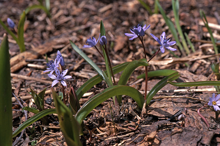 Изображение особи Scilla bifolia.