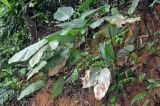 Phrynium pubinerve. Вегетирующее растение. Таиланд, национальный парк Си Пханг-нга, влажный тропический лес. 20.06.2013.