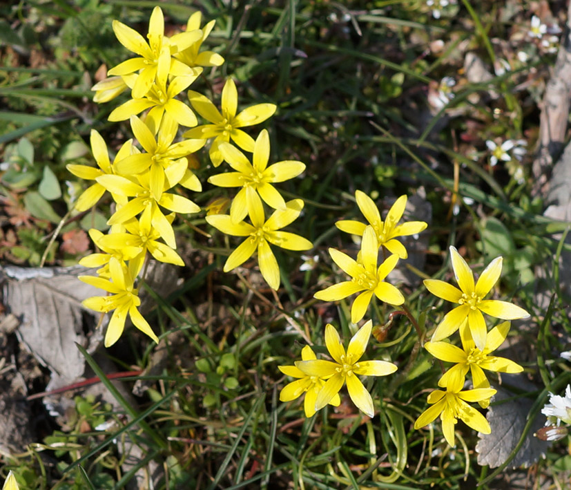 Image of Gagea tenera specimen.