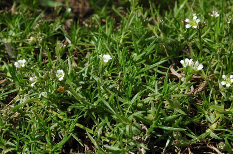 Image of Minuartia biflora specimen.