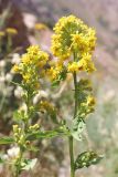 Solidago virgaurea ssp. dahurica