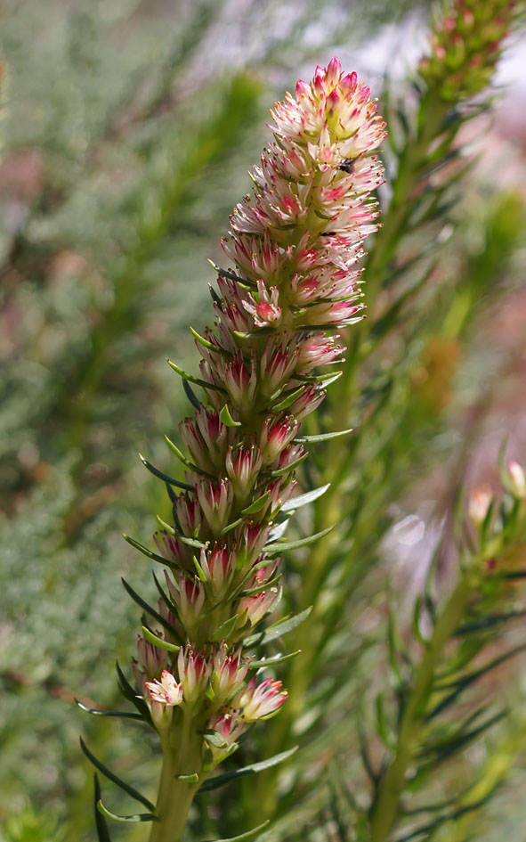 Image of Clementsia semenovii specimen.