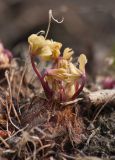 Oxalis adenophylla. Верхушка корнеклубня с разворачивающимися листьями. Мурманск, МГГУ, в культуре. 08.05.2015.