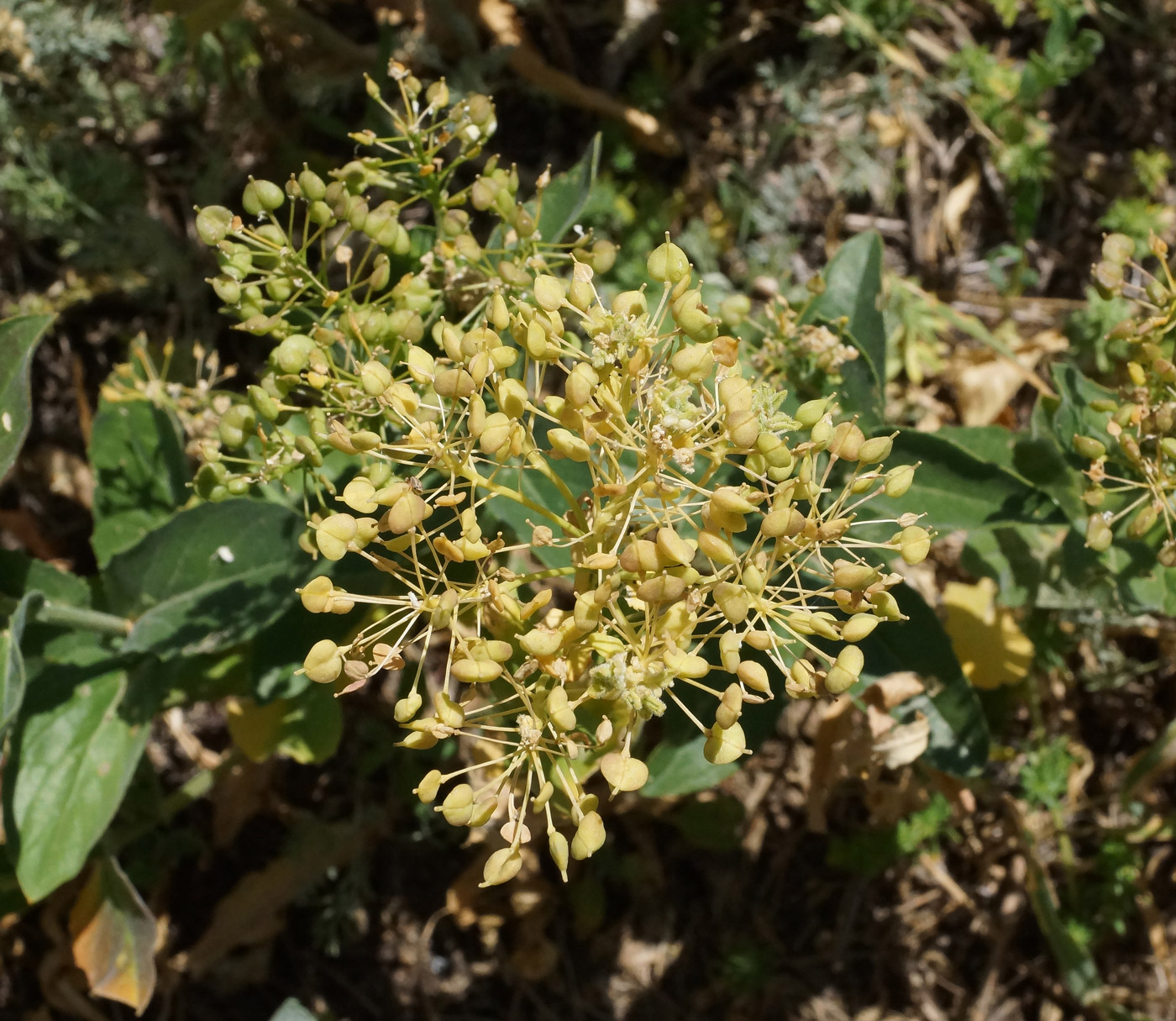 Image of Cardaria draba specimen.