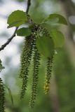 Populus tremula. Побег с незрелыми соплодиями. Санкт-Петербург, 23.05.2009.