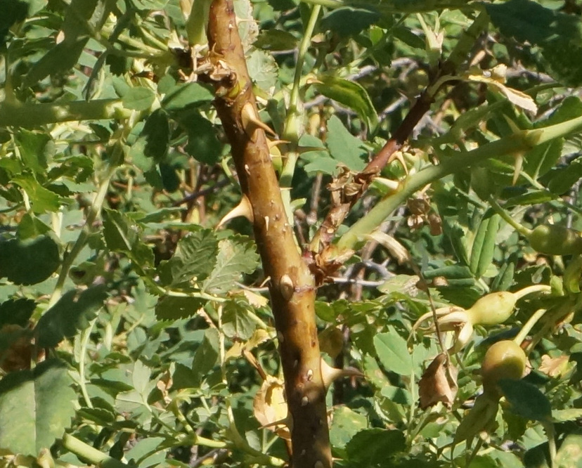 Image of Rosa laxa specimen.