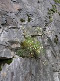 Saxifraga cartilaginea