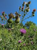 Cirsium ukranicum