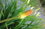 Kniphofia uvaria. Соцветие. Южный берег Крыма, Никитский ботанический сад, в культуре. 14 мая 2014 г.