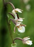 Epipactis palustris