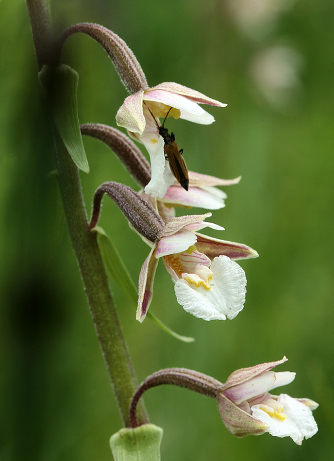 Изображение особи Epipactis palustris.