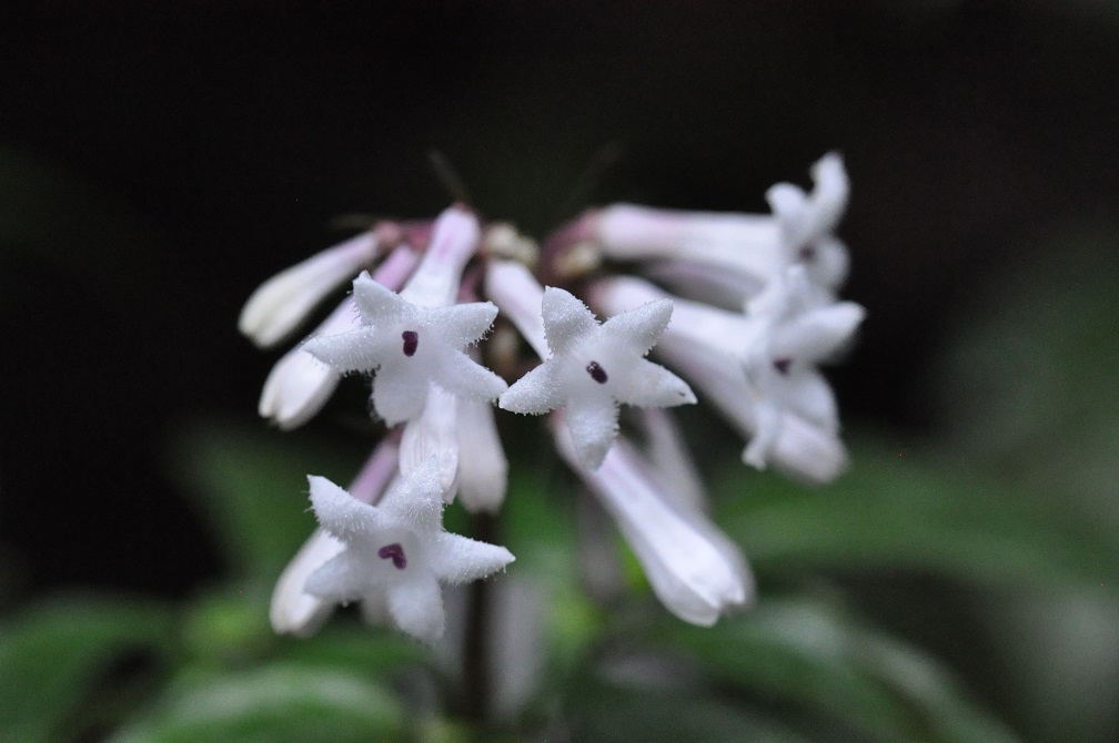 Image of genus Ophiorrhiza specimen.