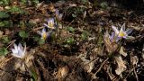 Crocus reticulatus. Цветущие растения. Донецк, лесополоса. 08.03.2016.