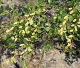 genus Betula