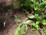 Plantago urvillei