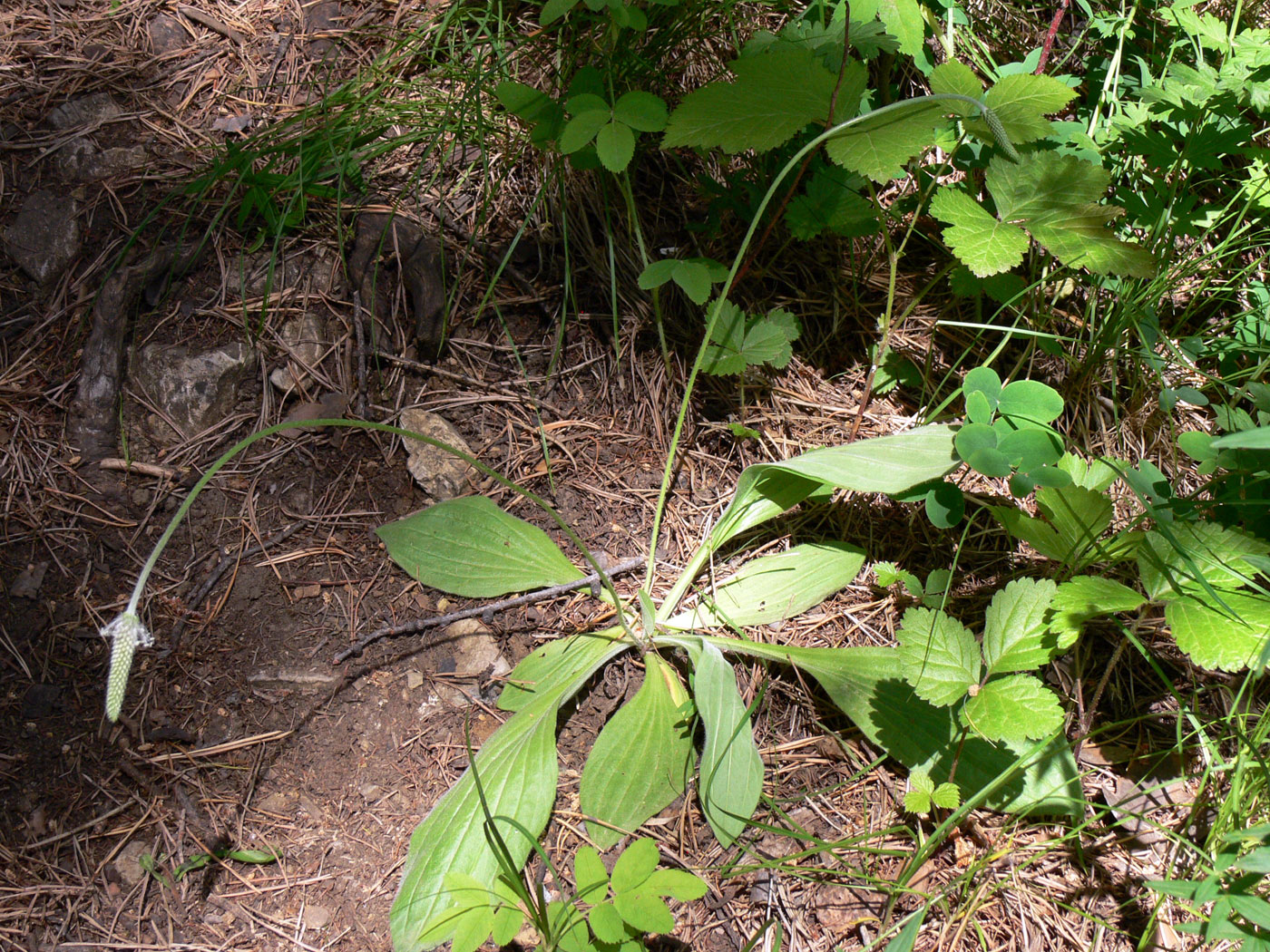 Изображение особи Plantago urvillei.