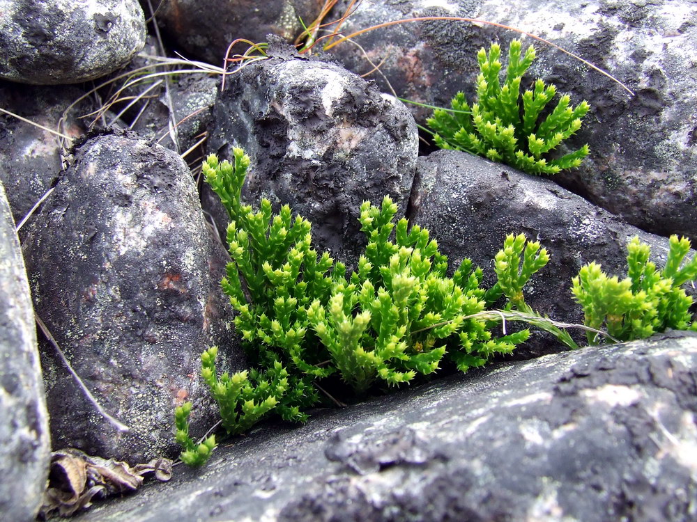 Image of genus Diphasiastrum specimen.