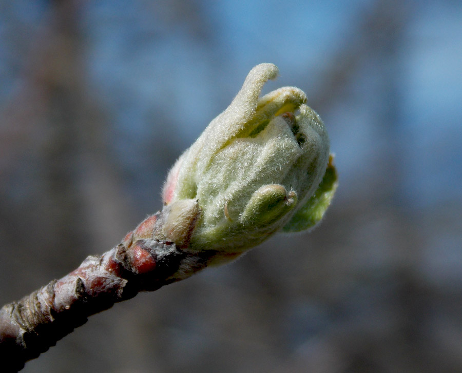 Изображение особи Malus orientalis.