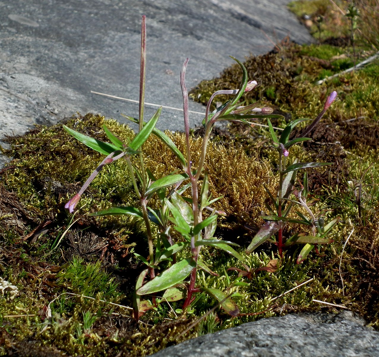 Изображение особи Epilobium palustre.