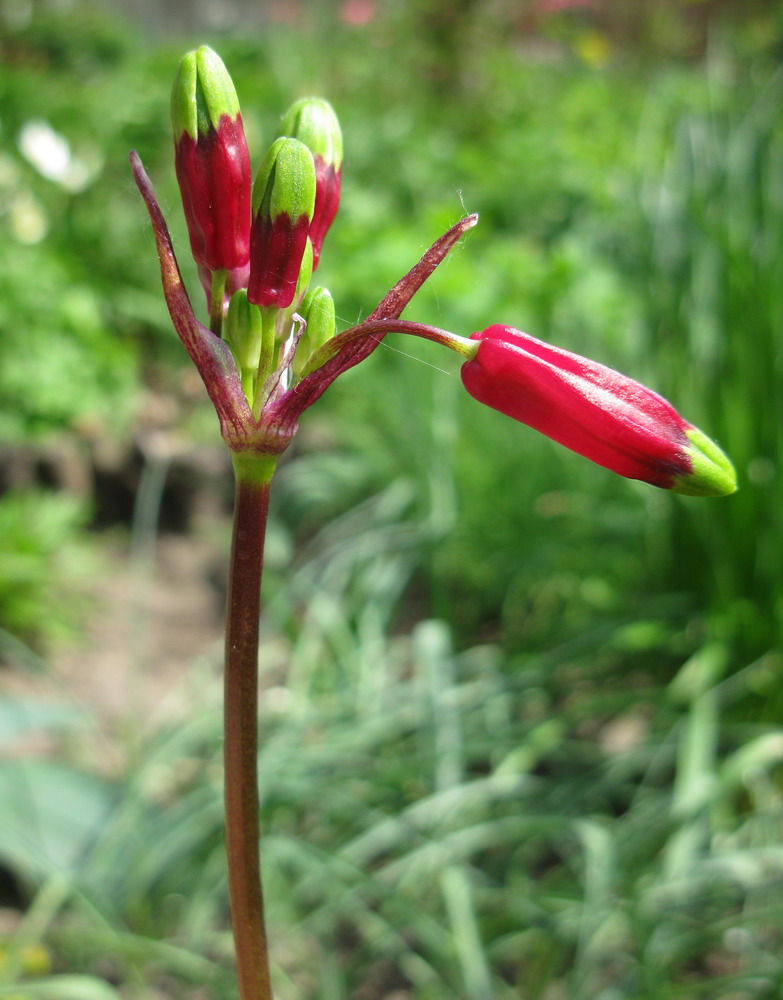 Изображение особи Dichelostemma ida-maia.