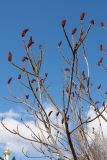 Rhus typhina