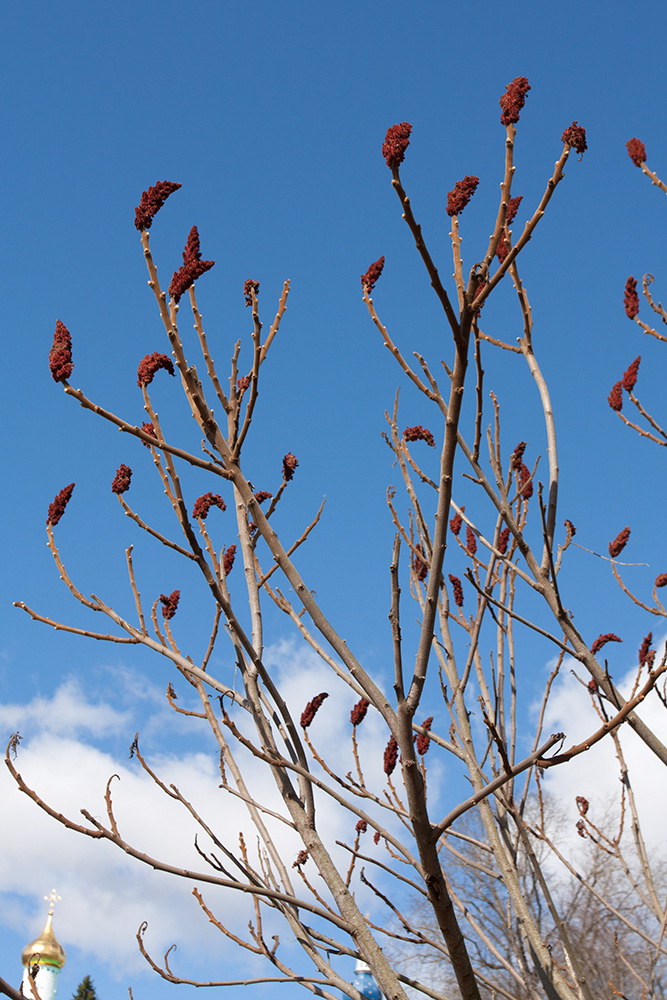 Image of Rhus typhina specimen.