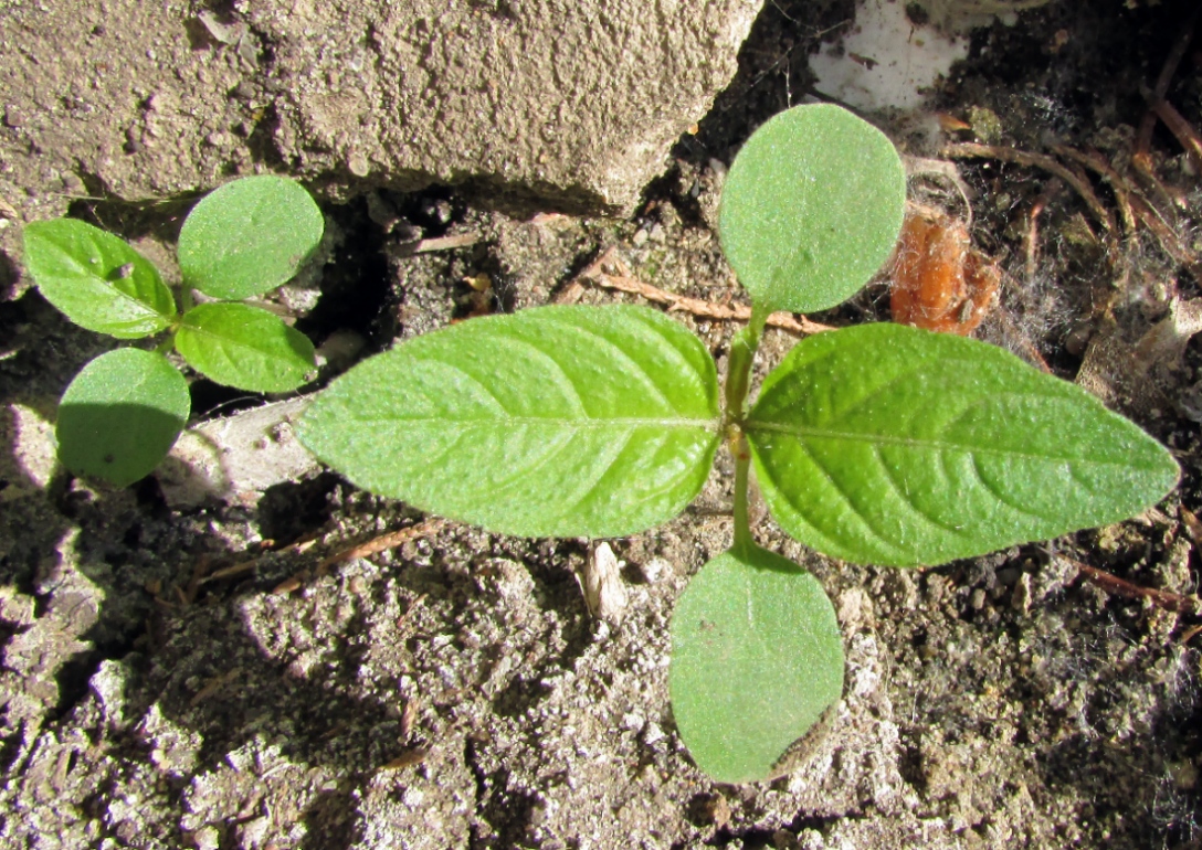 Image of Acalypha australis specimen.