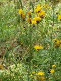 Hieracium umbellatum. Верхушка растения с соцветиями. Санкт-Петербург, Пискарёвский парк. 31.07.2009.