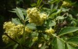 Sambucus sibirica