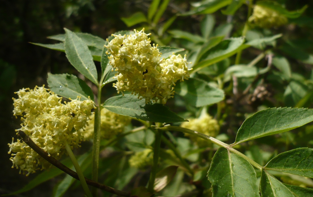 Image of Sambucus sibirica specimen.