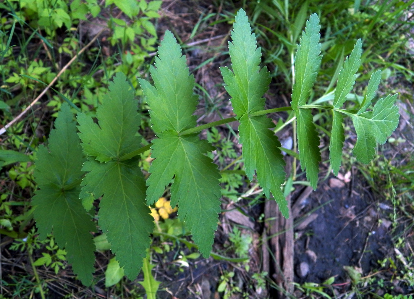 Изображение особи Pastinaca sylvestris.