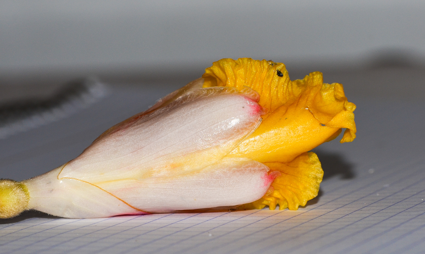 Image of Alpinia zerumbet specimen.