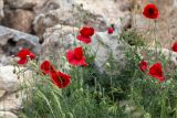 Papaver rhoeas. Верхушки цветущих растений. Греция, о. Крит, Ретимно (Ρέθυμνο), крепость Фортецца. 30.04.2014.