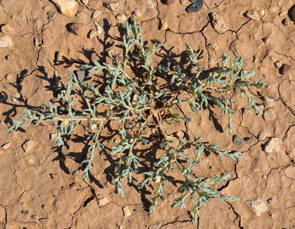 Изображение особи Salsola acutifolia.