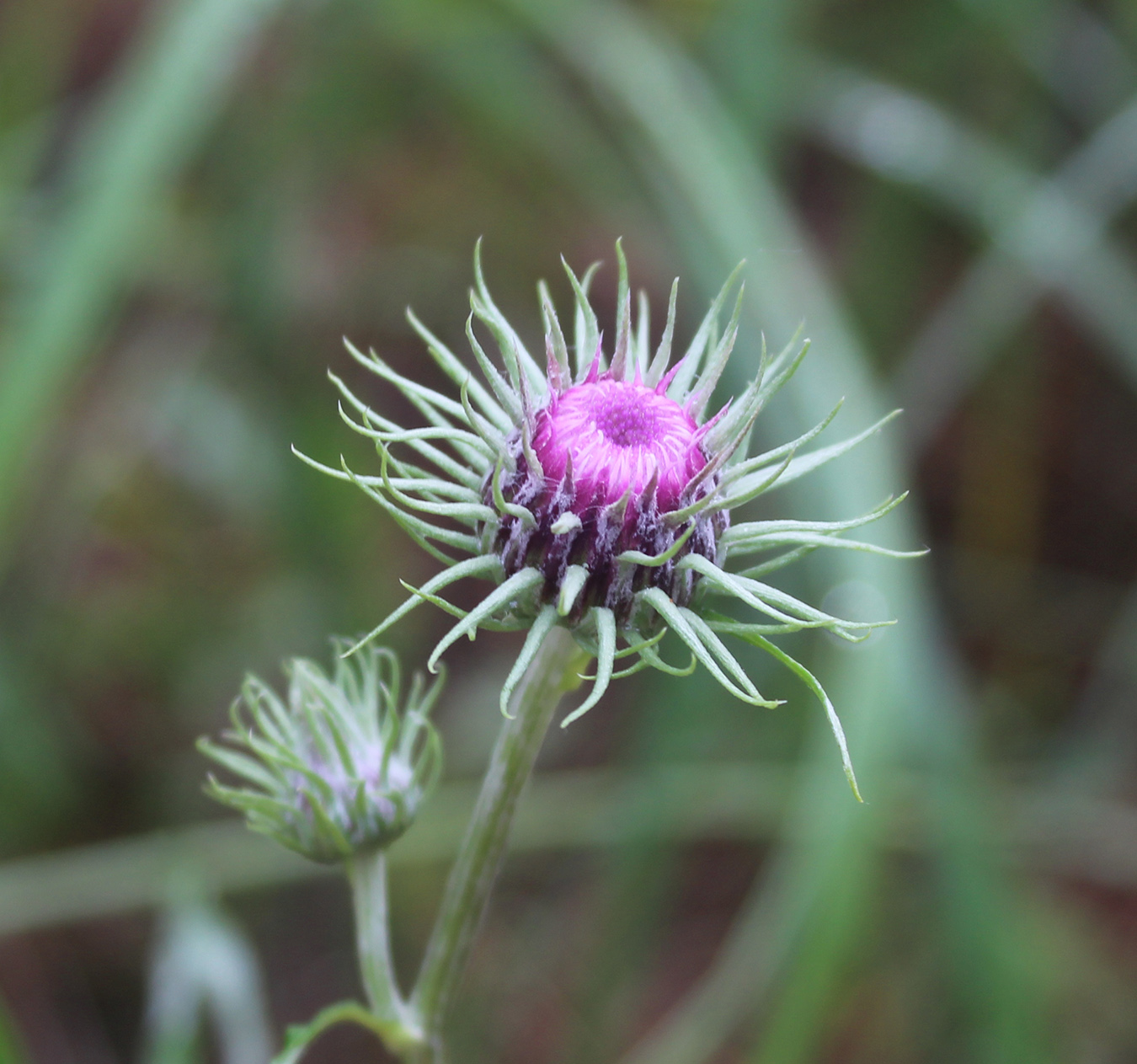 Image of Jurinea cyanoides specimen.