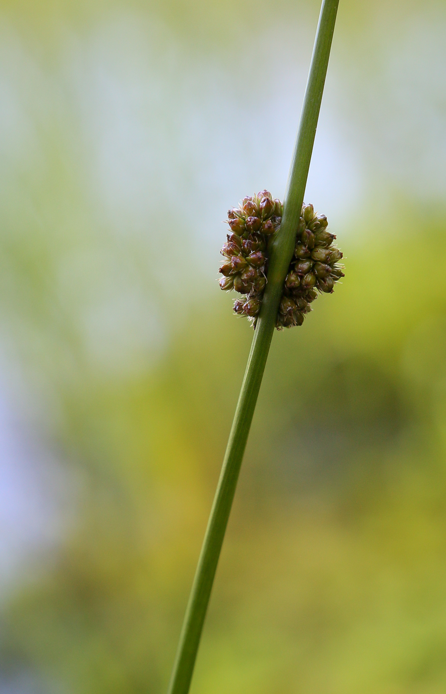 Изображение особи Juncus conglomeratus.