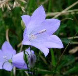 Campanula rotundifolia. Цветок и бутон. Украина, Волынская обл., Ратновский р-н, восточнее с. Залухов, левый берег Выжевского канала возле оз. Святое, сухой луг. 30 июля 2007 г.