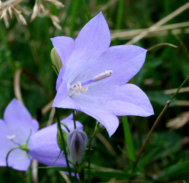 Изображение особи Campanula rotundifolia.