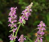 Betonica officinalis