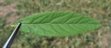 View full-size image Spiraea × billardii